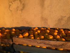 Мандарины!!!