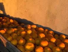 Мандарины!!!