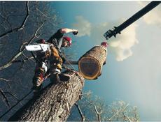 Спилим деревья