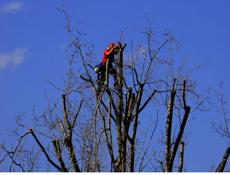 Спилим деревья