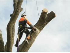 Спилим деревья