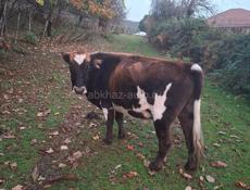 Бычок 200 килограмм