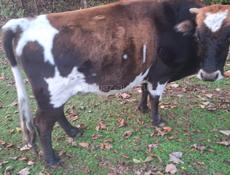 Бычок 200 килограмм