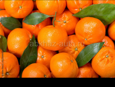 Поидём на сбор мандарин нас 5 человек  