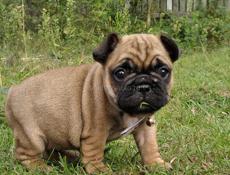 Французский бульдог