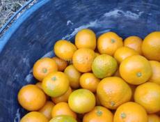 Ищу работу на сборку мандаринын нас 6 человек 