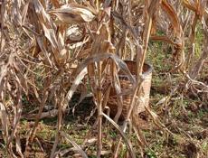 Продаю чало