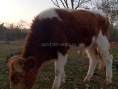 Срочно продам