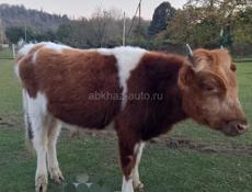 Срочно продам 