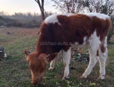 Срочно продам