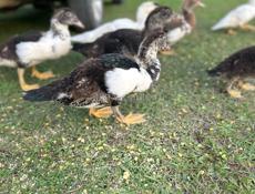 Продаю инди уток средние 