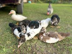 Продаю инди уток средние 