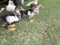 Продаю инди уток средние 