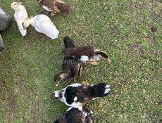 Продаю инди уток средние 