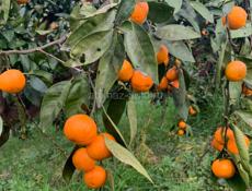 Сборщики Мандорин, нас 6 человек работаем качественно и быстро 