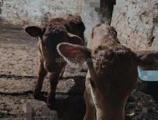 Телята  Дранда