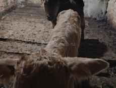 Телята Дранда