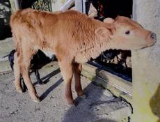 Продается теленок подробности по телефону