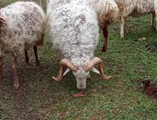 Продаю борона мальчик 25 кг 30т 