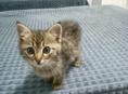 Отдаём котят в добрые руки!!! 