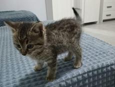 Отдаём котят в добрые руки!!! 