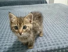 Отдаём котят в добрые руки!!! 