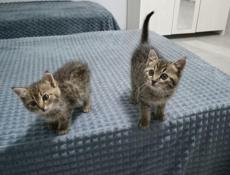 Отдаём котят в добрые руки!!! 