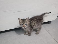 Отдаём котят в добрые руки!!! 