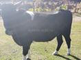 Продаю быка 