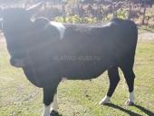 Продаю быка 