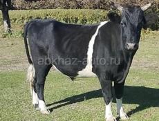 Продаю быка 