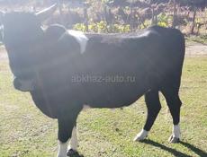 Продаю быка 