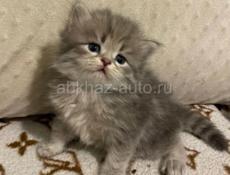 Шотландские котята 🌸🌸🌸🌸🌸🌸🌸🌸