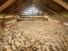 Продаю кукурузу 