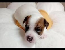 Щенки Джек Рассел терьер 💞💞💞💞💞💞💞💞💞