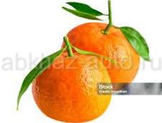 Готовы на сбор мандаринов 