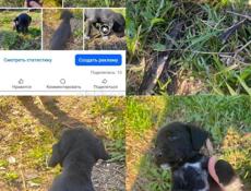 Срочно щенок