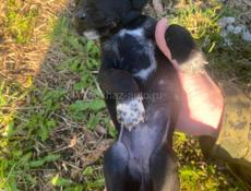 Срочно щенок