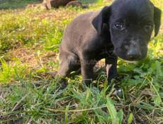 Срочно щенок