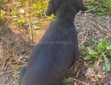 Срочно щенок