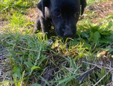 Срочно щенок