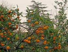 Присматрю за вашим домом или коммерческим объектом 