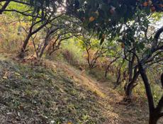 На сбор мандарин требуются 