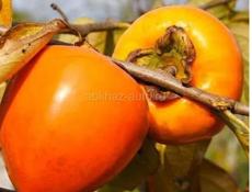 Хурма бычье сердце 58 кг