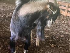 Продаются козы