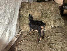 Продаются козы
