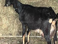 Продаются козы