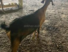 Продаются козы