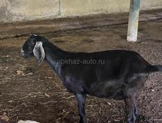 Продаются козы