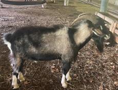 Продаются козы